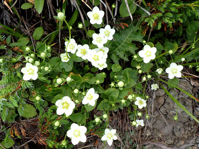 photoウメバチソウ