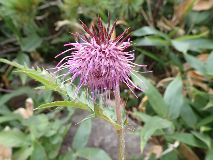 photoハッポウアザミ