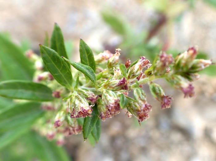 photoヒトツバヨモギ