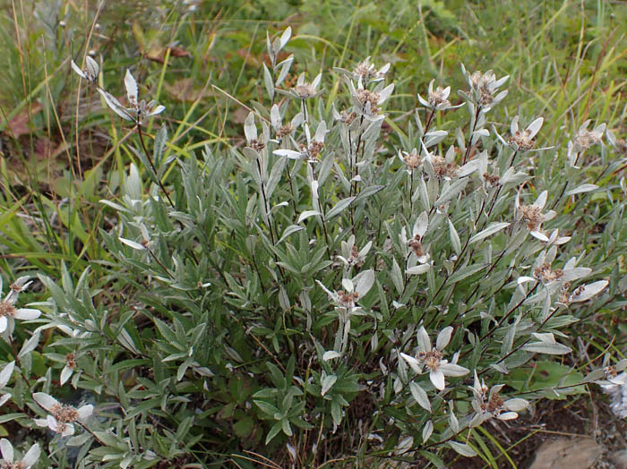 photoハッポウウスユキソウ