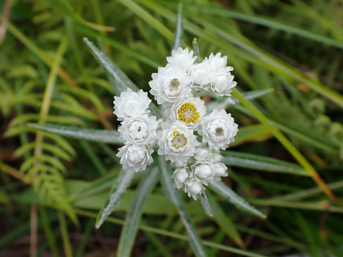 photoヤマハハコ