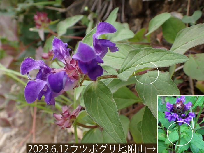 photo14葉柄が無いタテヤマウツボグサ