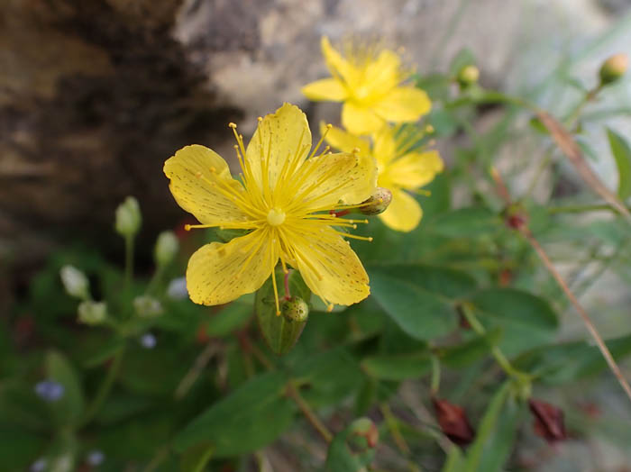 photoシナノオトギリ