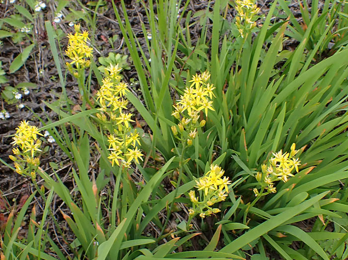 photoキンコウカ