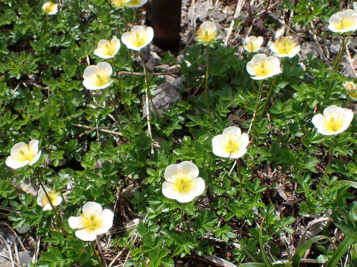 photoチングルマ