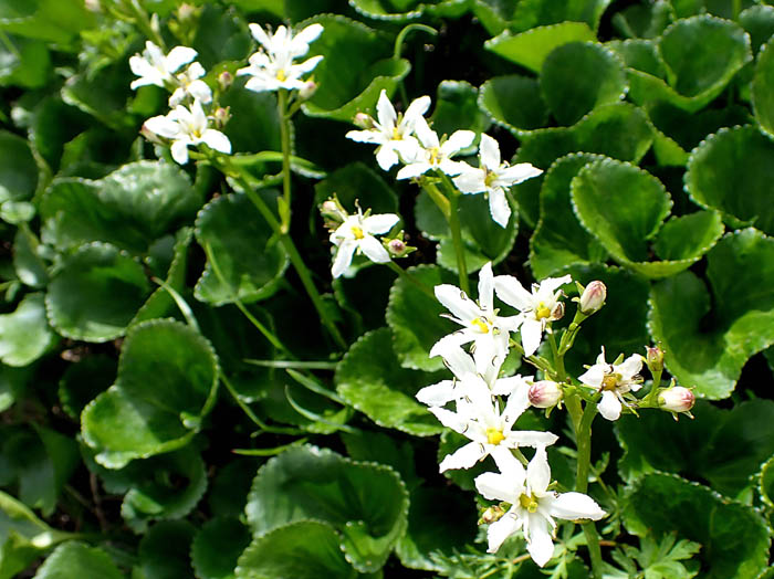 photoイワイチョウ