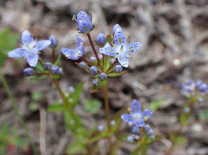 photo1ハッポウタカネセンブリ