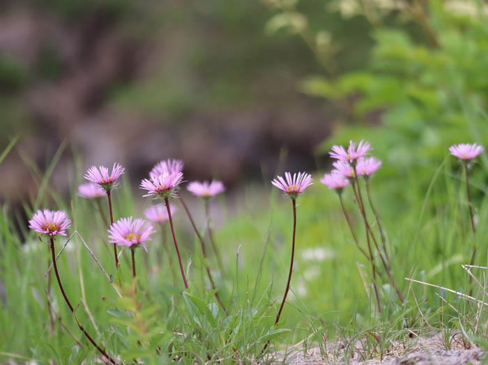 photo1ミヤマアズマギク