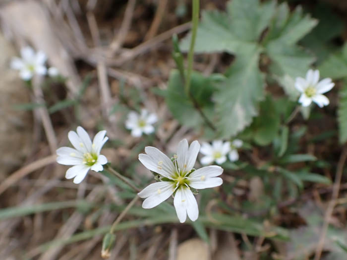 photoクモマミミナグサ