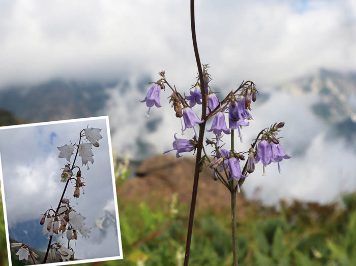 photo4ハクサンシャジン（白花も）