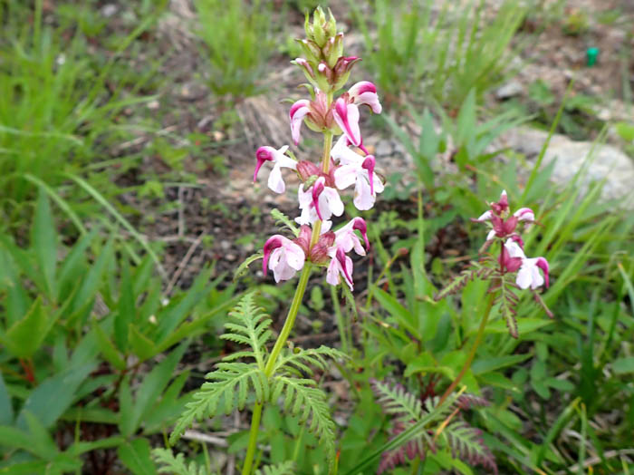 photoヨツバシオガマ