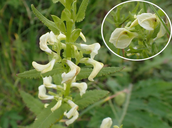 photoエゾシオガマ