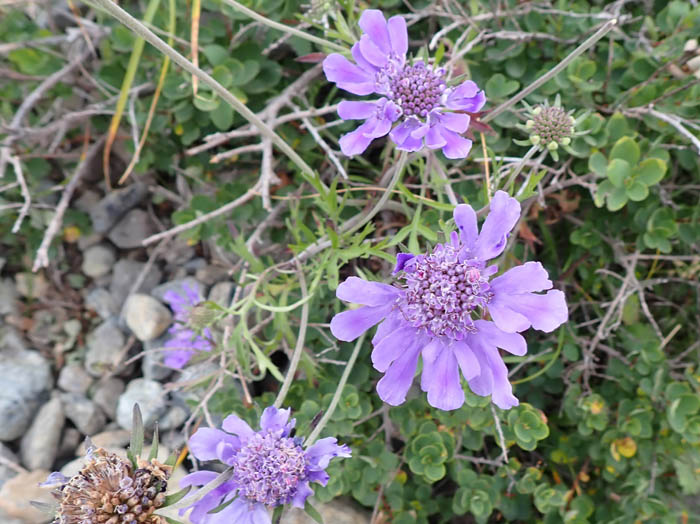photoタカネマツムシソウ