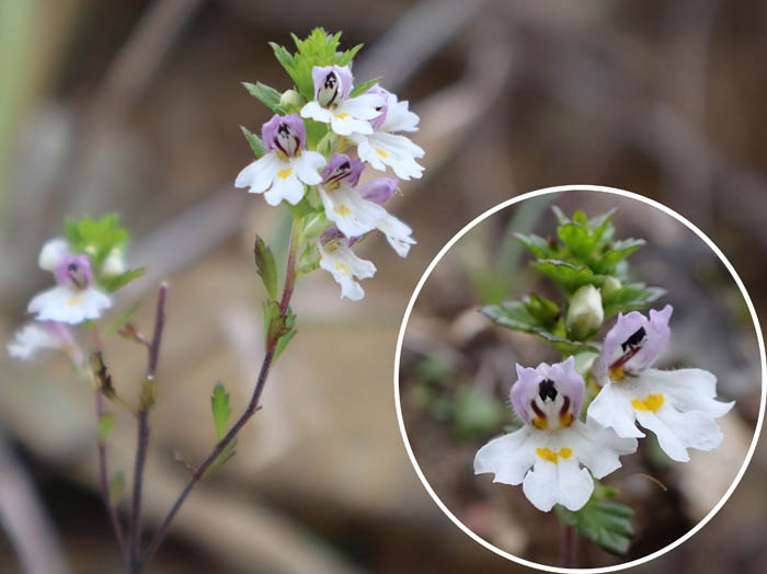 photoミヤマコゴメグサ