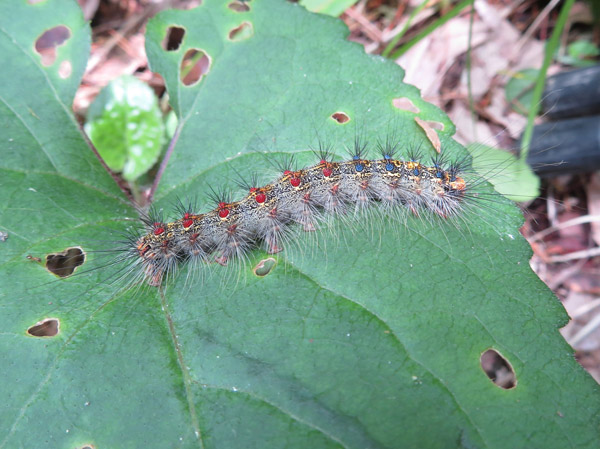 photo・マイマイガの幼虫　大峰山