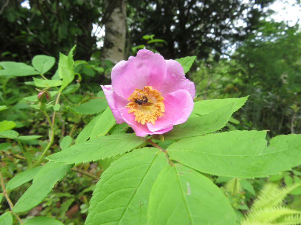 photo・タカネバラ・志賀高原信州大学自然教育園