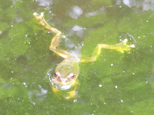 photo・モリアオガエル・戸隠森林植物園