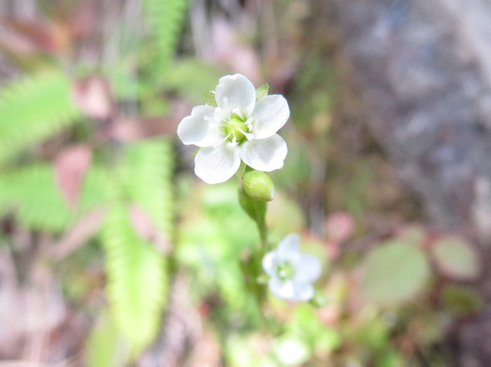photo・モウセンゴケの花・地附山