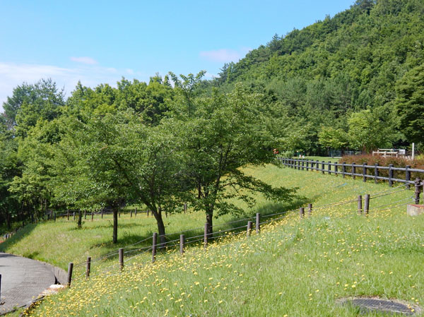 photo・黄色のブタクサの花が一面に・地附山公園