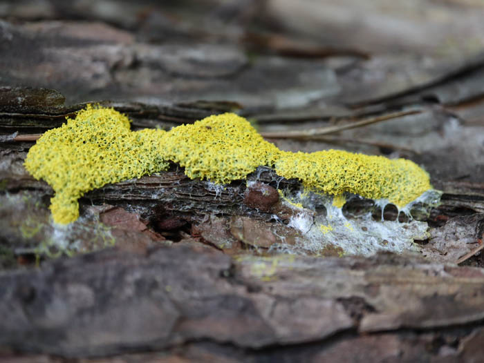 キフシススホコリ