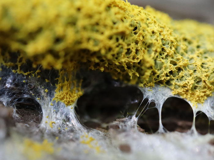 キフシススホコリ