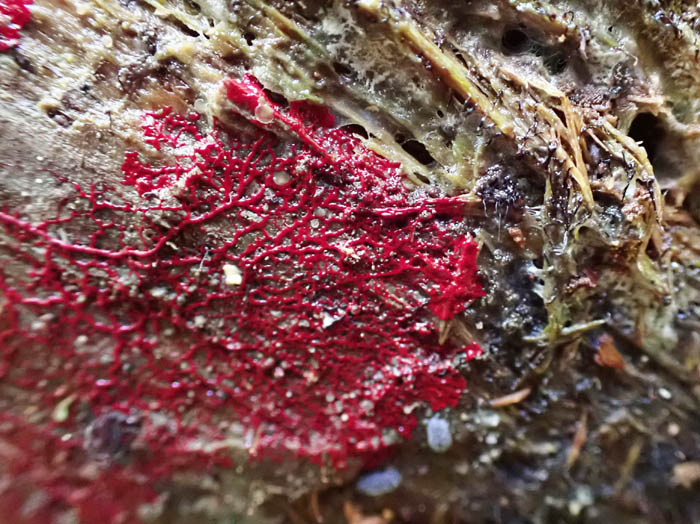 モジホコリの仲間