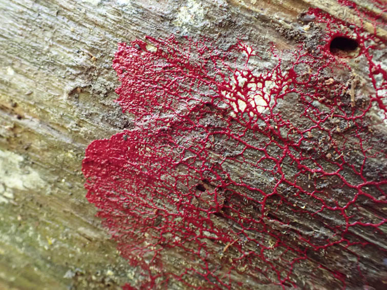 モジホコリの仲間