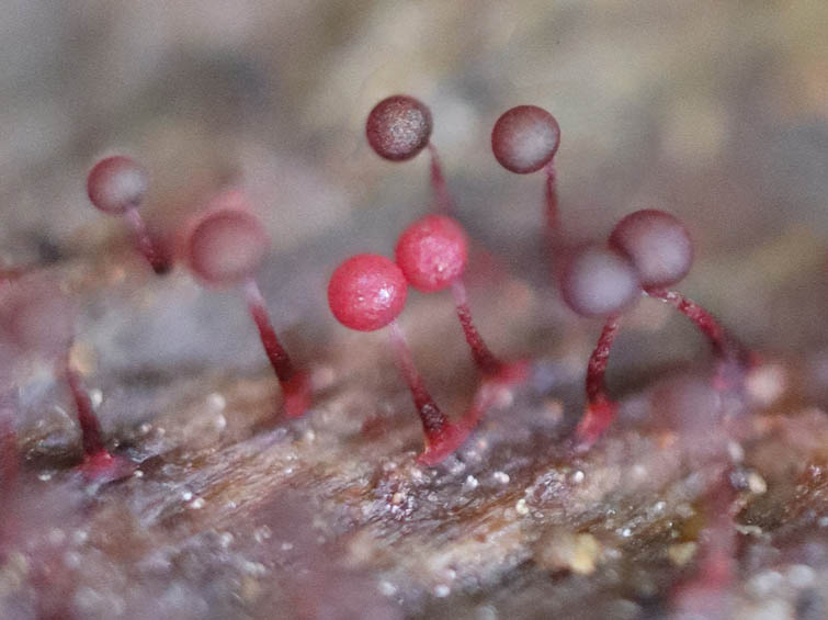 アカモジホコリ