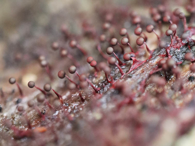 アカモジホコリ