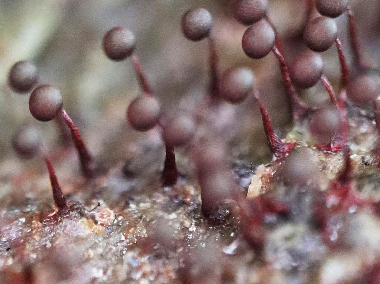 アカモジホコリ