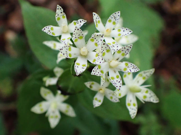 アケボノソウ