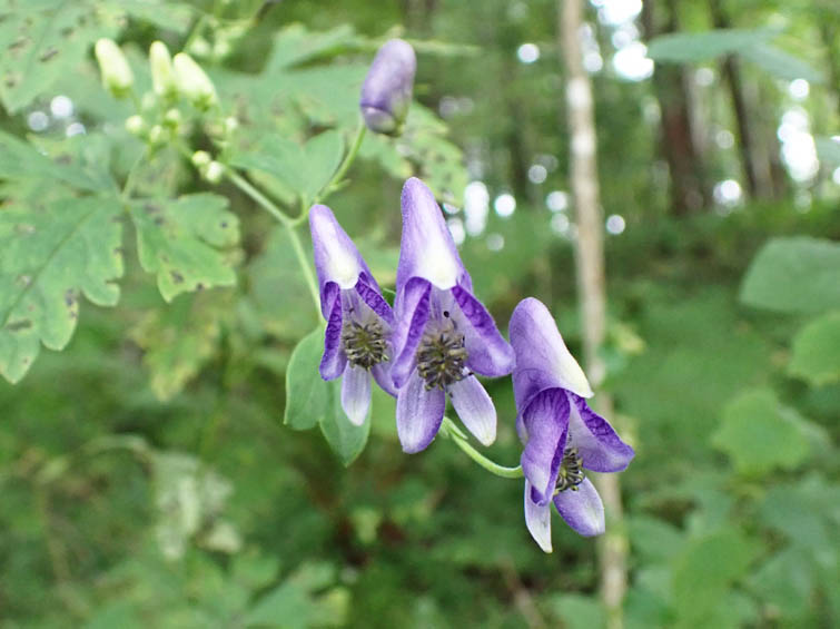 ツクバトリカブト？