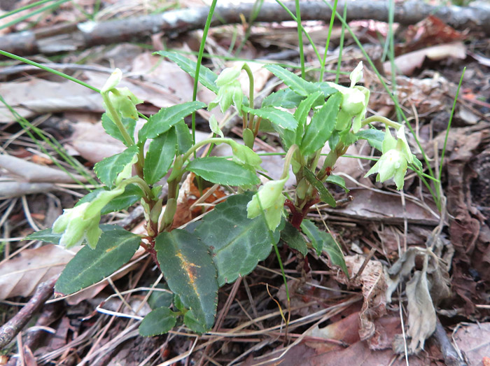 photo・ウメガサソウまだ蕾 2021.6.2　地附山