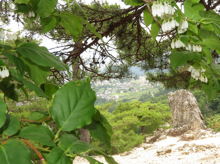 photo・ネジキ咲く物見岩 2021.6.11,地附山,大峰山