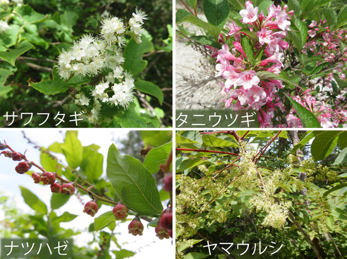 photo・木の花、色も形も様々,サワフタギ,タニウツギ,ナツハゼ,ヤマウルシ,地附山,大峰山