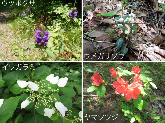 photo・今年も会えたね,ウツボグサ,ウメガサソウ,イワガラミ,ヤマツツジ,地附山