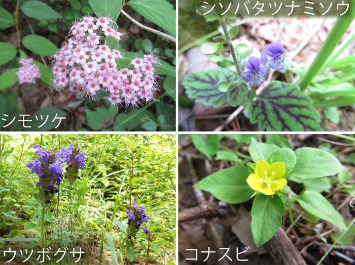 photo・花に会う,シモツケ,シソバタツナミソウ,ウツボグサ,コナスビ