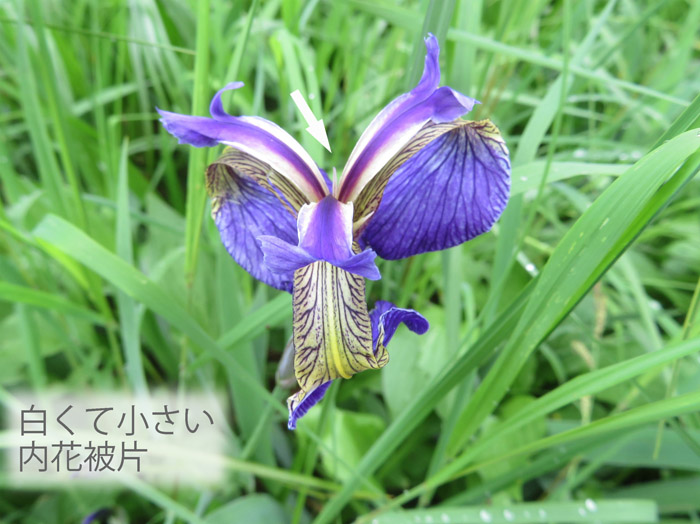 photo・水辺が好きなヒオウギアヤメ,信州大学志賀自然教育園