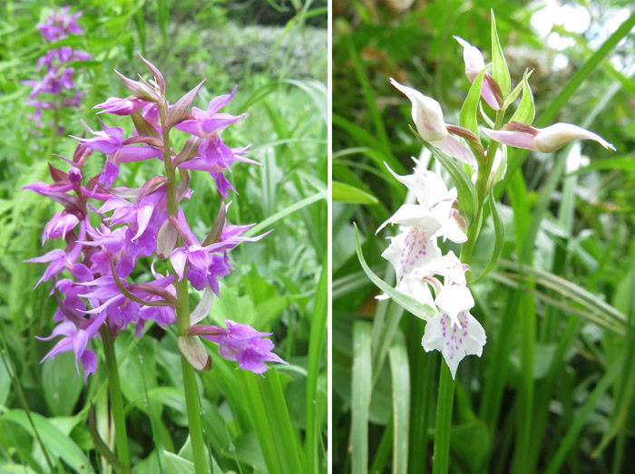 photo・ハクサンチドリ（白花も）,信州大学志賀自然教育園