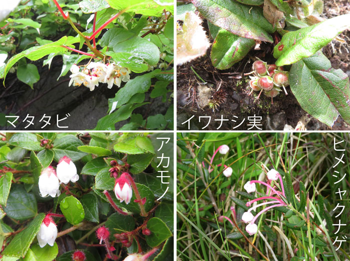 photo　マタタビ,アカモノ,ヒメシャクナゲ,イワナシの実　田ノ原湿原