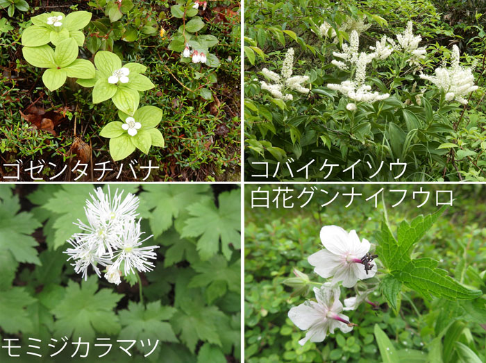 photo・長池湿原周辺の白い花,ゴゼンタチバナ,コバイケイソウ,モミジカラマツ,白花グンナイフウロ,信州大学志賀自然教育園