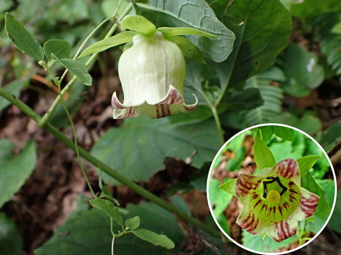 photo1ツルニンジン（別名ジイソブ）