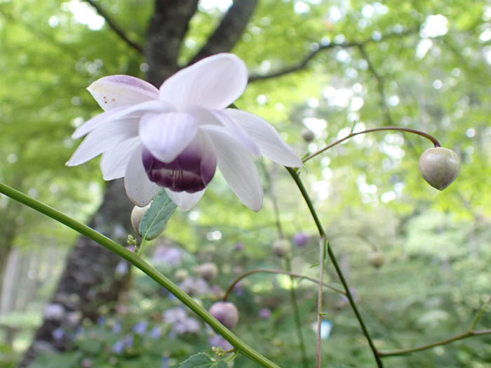 photo10レンゲショウマ