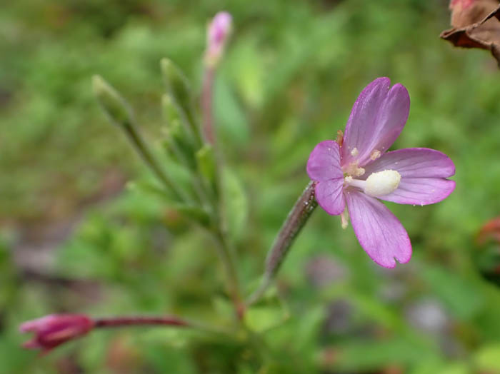 photoアカバナ