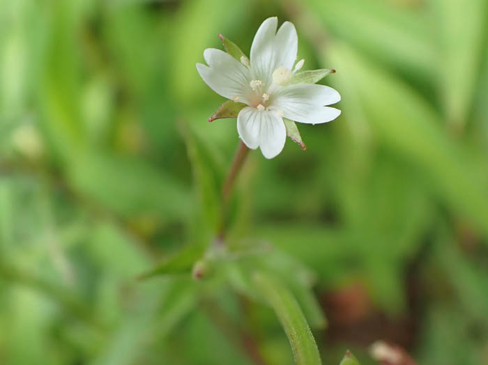 photoヒメアカバナ