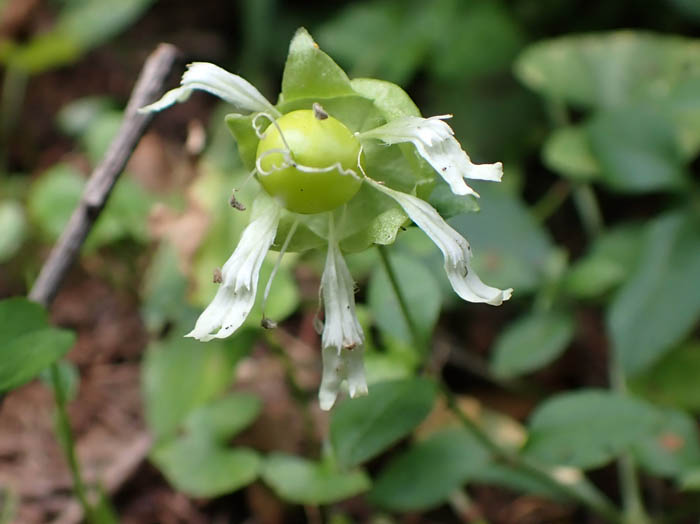 photoナンバンハコベ