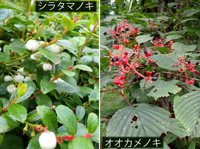 photo13木の実,シラタマノキ,オオカメノキ