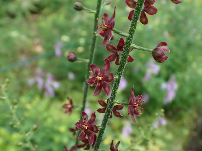 photoシュロソウ