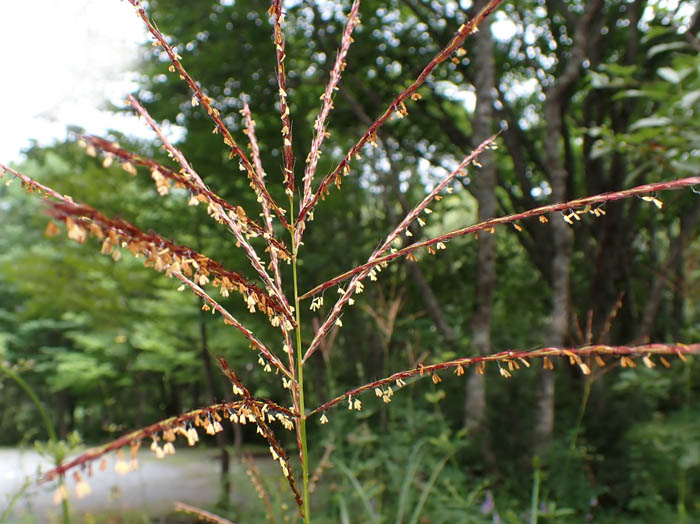 photoススキの花かな