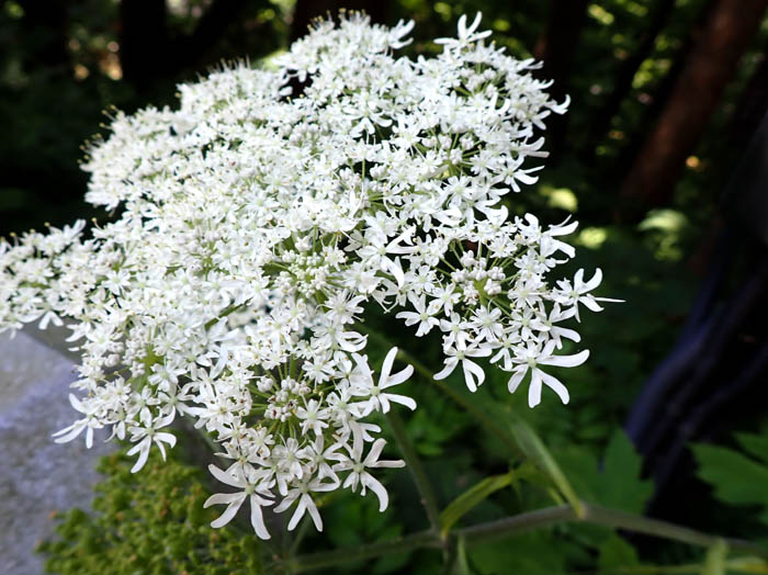 photoハナウド